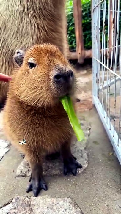 Cute animals