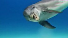 Wild Dolphin Swimming in Crystal Clear Ocean 🐬 Stunning Underwater #Ocean #Dolphin #Underwater #fypシ