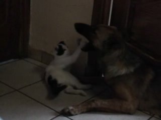 Vidéo du chaton qui s'amuse avec le chien