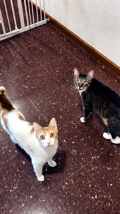 The Athletic Cat Wasn't the Smart One... 😂🐱