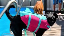 She Was Having Fun... Until This Happened 😭🐶
