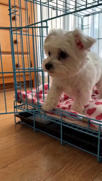 At what moment did you realize she wasn't really being left behind? 🥹🐶❤️