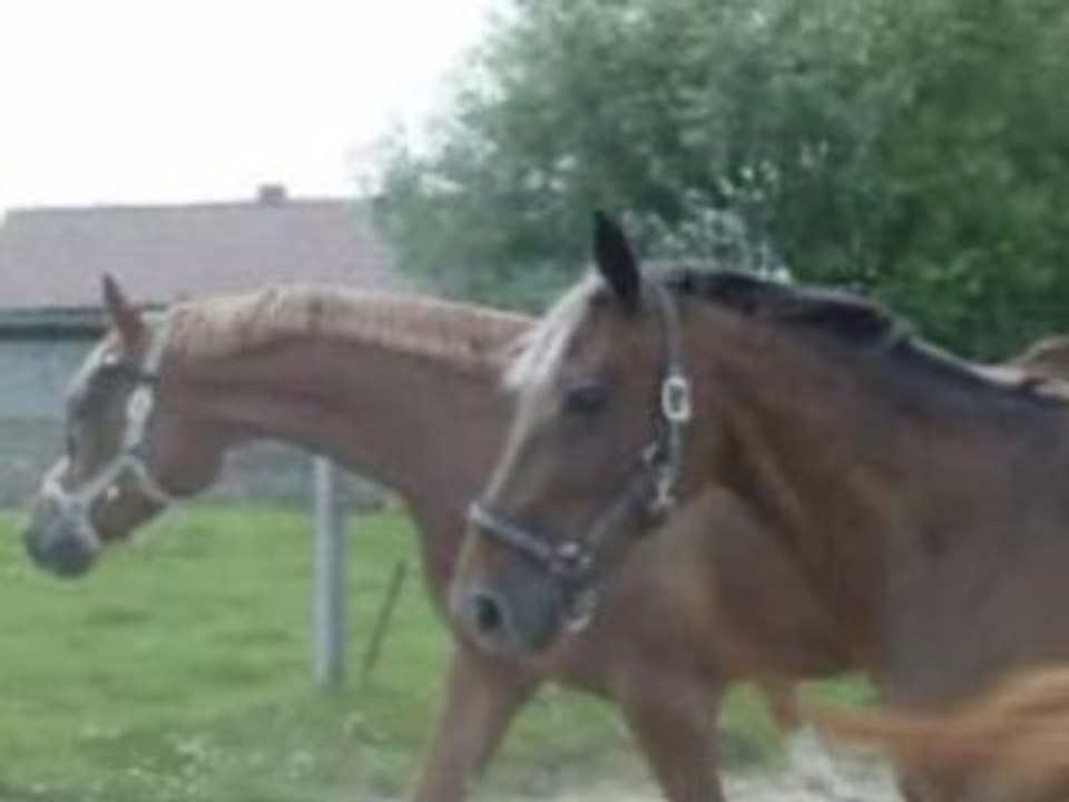 Poney