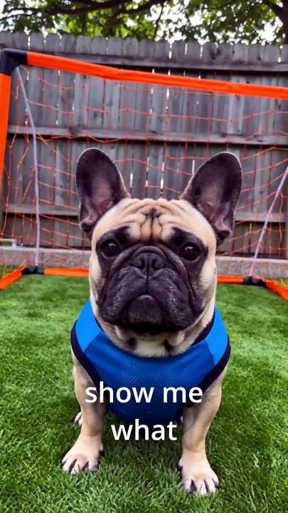 Bruno Just Got Scouted... 😳⚽🐶 ✅