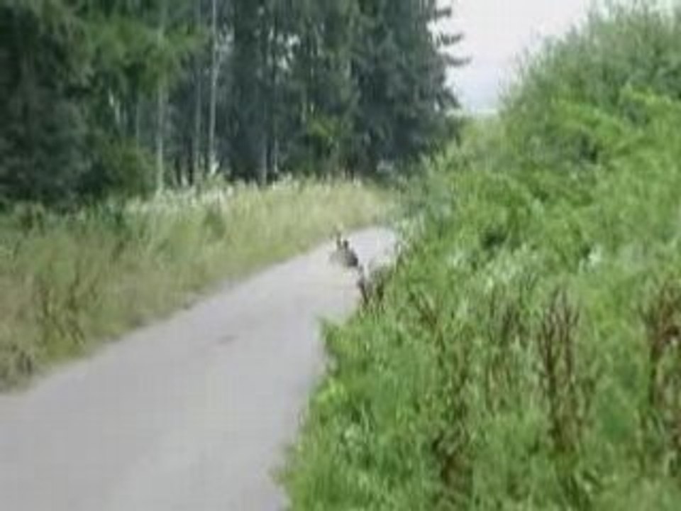 StreetLuge LinkAtPlug Solo