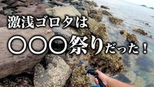 【穴釣り】激浅ゴロタは〇〇〇祭りだった！