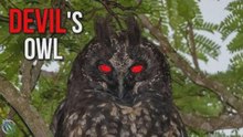 🦉 Búho estigio: El búho diablo de ojos rojos 🦉
