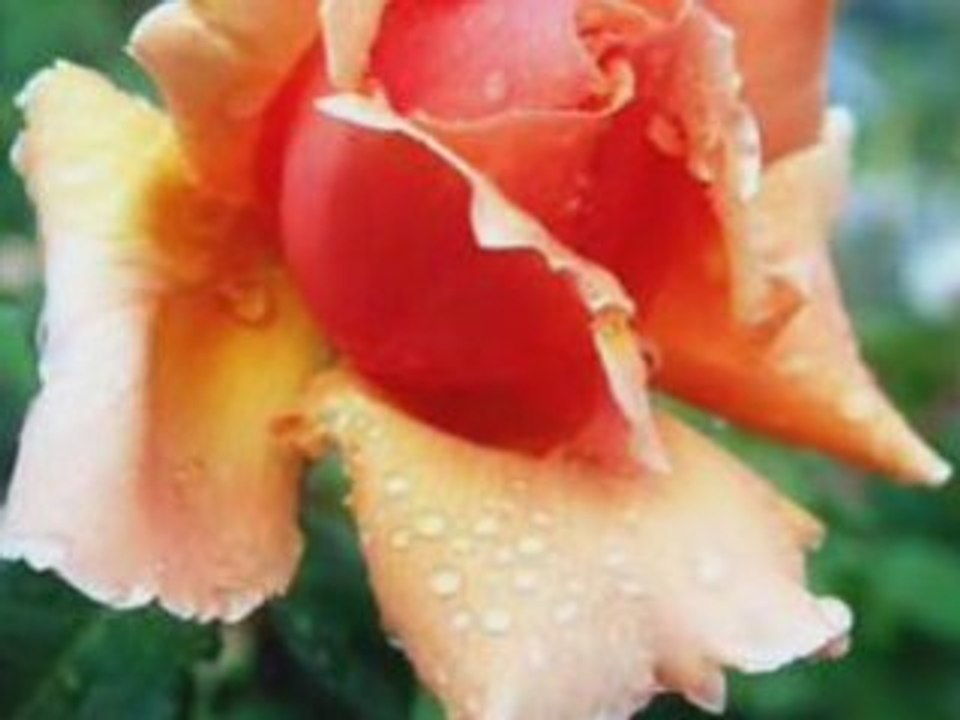 Chris Spheeris - Eros Rain