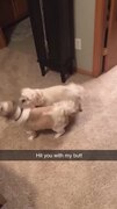 Shih Tzu Endures Endless Butt Bumps From Lhasa...