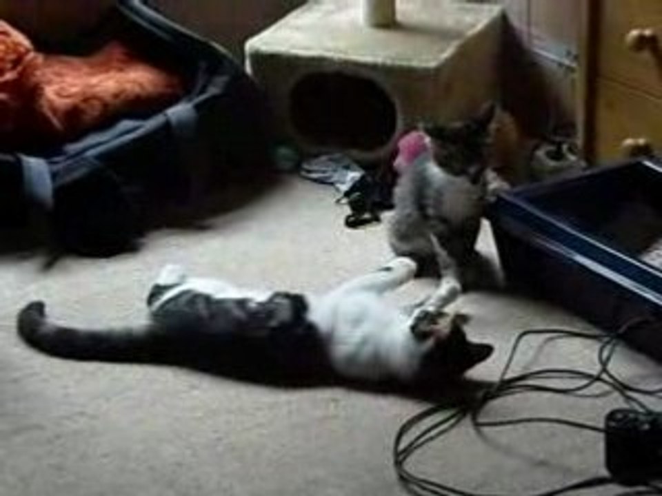 Néro et Goliath