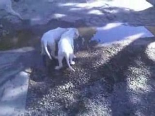 Ptit Loulou chez l'éleveur