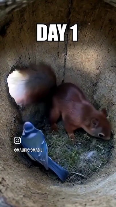 Squirrel 🐿️🤗
