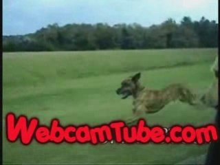 Why You Shouldnt Drive Beside a Running Dog