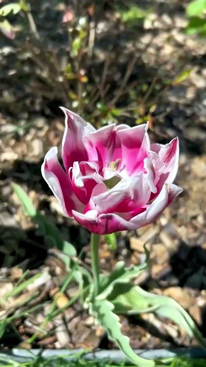Vous pensez quoi de cette deco 🌷 et 🐐 ? #nature.mp4