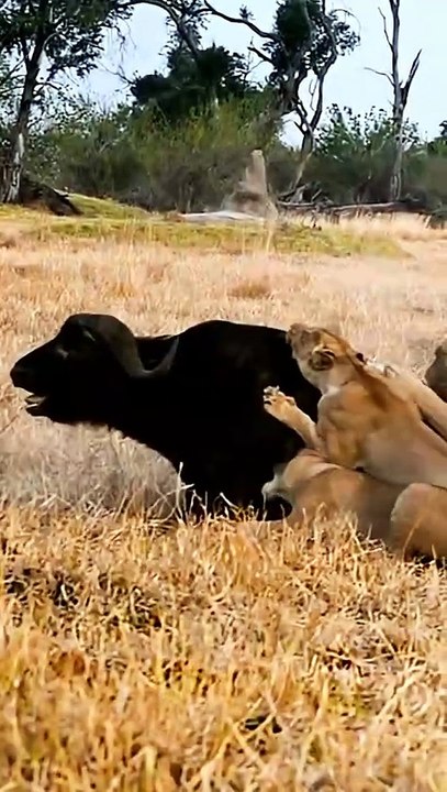 Battle for the Savannah - Savage Lion Pride vs Furious Cape Buffalo