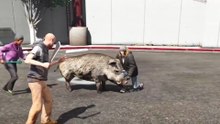 I Made Every NPC Go Crazy in GTA 5