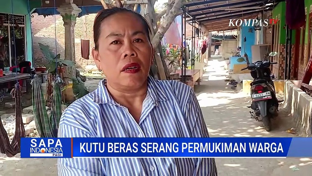 Bulog Minta Maaf dan Tanggung Jawab soal Serangan Kutu Beras di Permukiman Warga Karawang