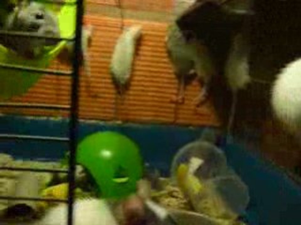 bebes de azula et pitchounete