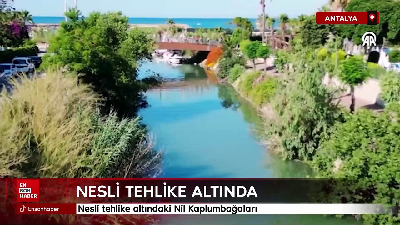 Nesli tehlike altındaki Nil Kaplumbağaları