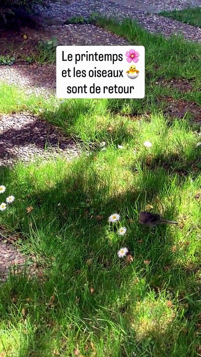 Le printemps 🌸 et les oiseaux 🐣 sont de retour. #nature.mp4