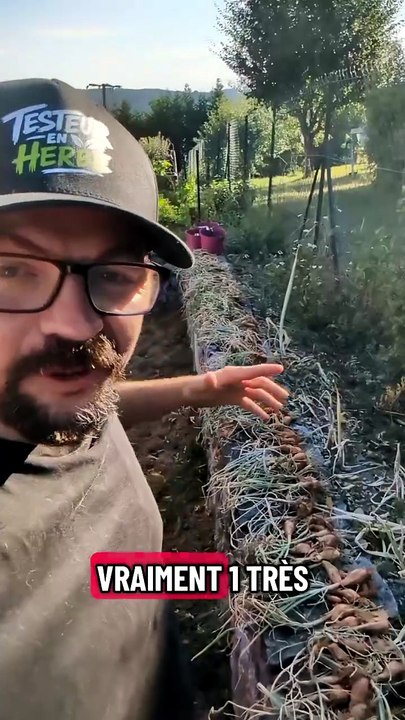 Bonne récolte d'échalotes cette année ! #echalote #potager #jardinage