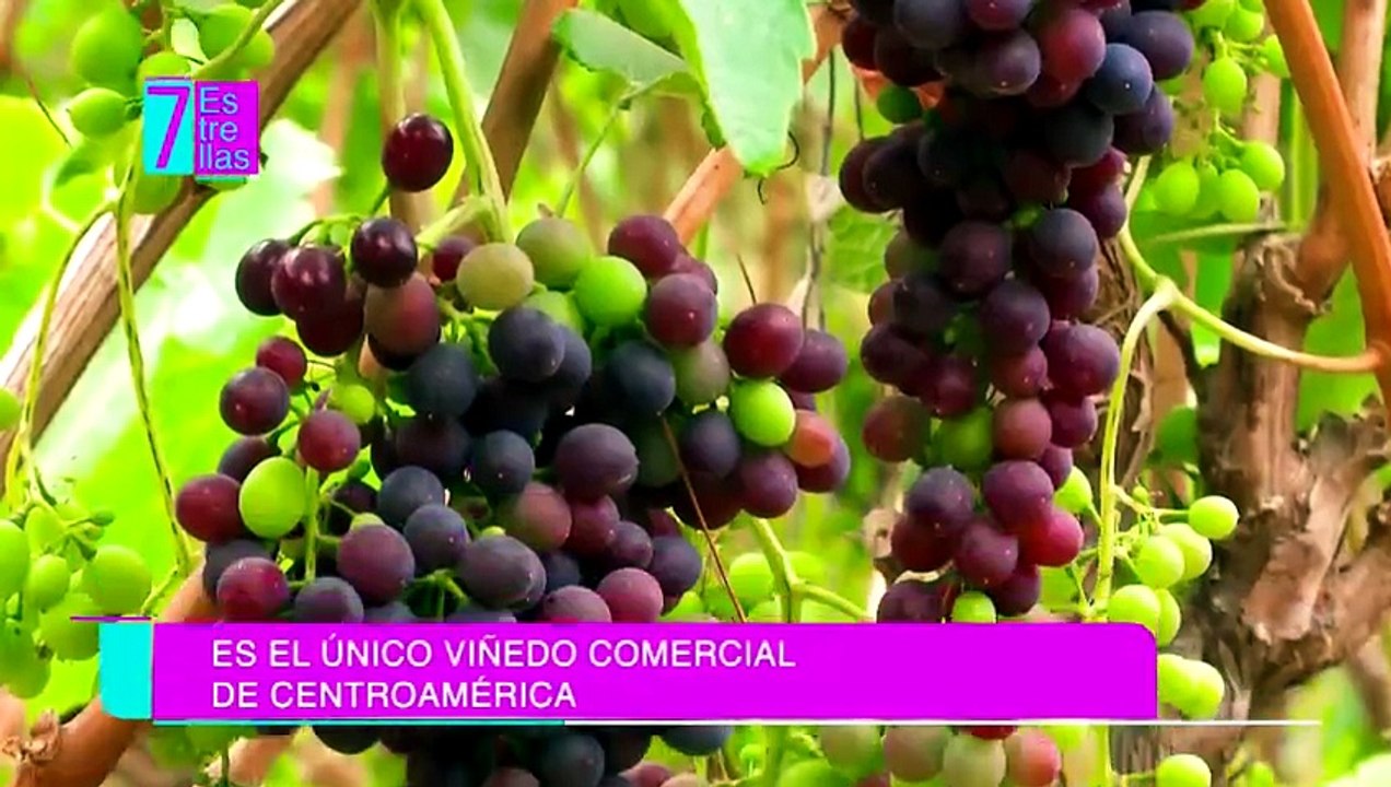 7est-vino-altura-y-uchuva-la-experiencia-unica-de-un-vinedo-en-copey-de-dota-230426 [Full Movie]