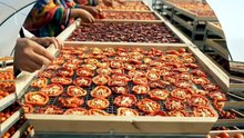 How to Dry Tomatoes & Earn 4X Profit | Organic Agriculture Guide