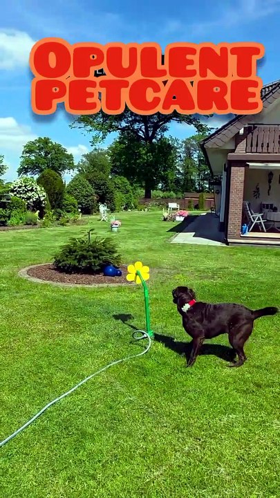 Garden Sunflower Sprinkler for Dogs – Fun Backyard Water Toy on Sale