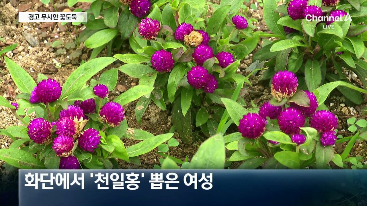 천일홍 뽑고 사라진 꽃도둑…CCTV 보니