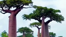 BAOBÁ RESIDENCE
