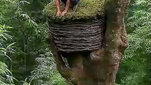 Building a Hidden ShelterINSIDE a GIANT Hollow Tree