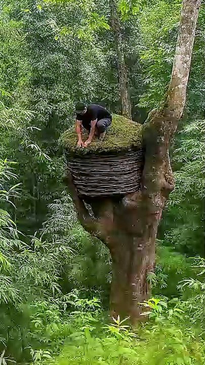 Building a Hidden ShelterINSIDE a GIANT Hollow Tree