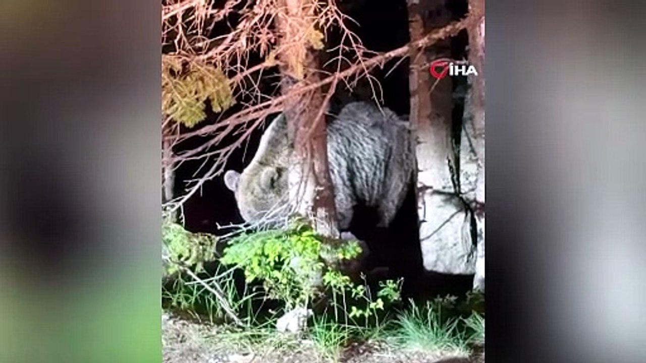 Uludağ'da Görülen İri Ayı Hayrete Düşürdü
