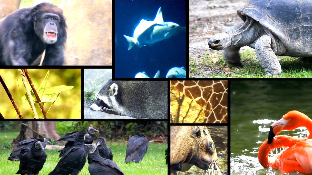 Scientists May Have Uncovered How Animals Create Their Distinctive Patterns.