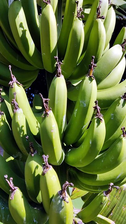 Bananas