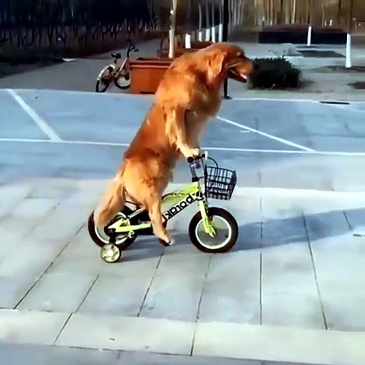 funny fails