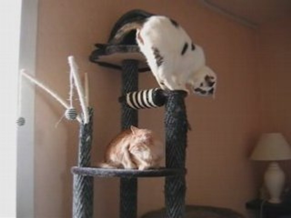 Deux chats pour un arbre...