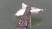 A crocodile snatched my prey.