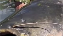 Catching a giant fish by hand #Fish #Fishing #BigFish #FishCatch #Amazing