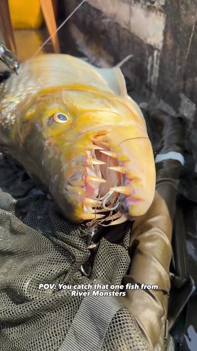 The Fish with Giant Teeth!  #fishing #bigfish #rivermonsters #goliathtigerfish