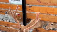 Un cerf coinçé ? Pas du tout, il se dégage avec style au parc animalier de Taïwan