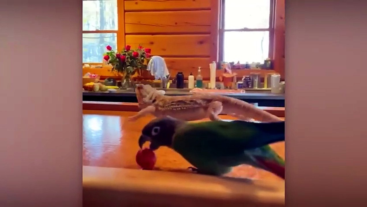 The Funniest Parrots on the Planet! 🤣 Funny Bird Videos (Les perroquets les plus drôles de la planète ! 🤣 Vidéos d'oiseaux drôles)