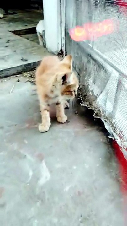 🐾 Tiny Ginger Kitten's Sweet Adventure 😻