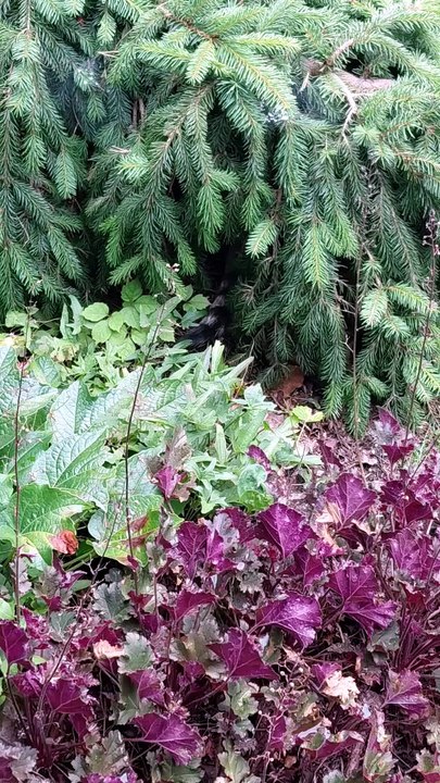 Can You find the tail? #cats #funnycats #catlovers