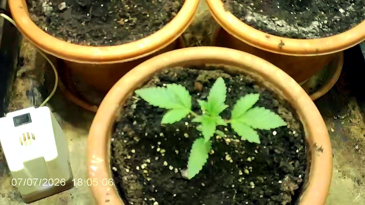 Seguimiento de el cultivo👍