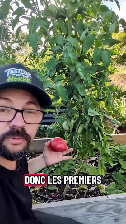 Tomates : récupère tes graines facilement et surtout des premières tomates 🍅 #potager #jardinage #t