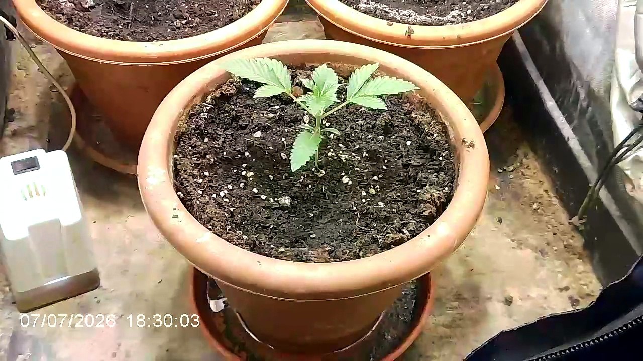 Le gusta la música a las plantas?Mito o verdad?