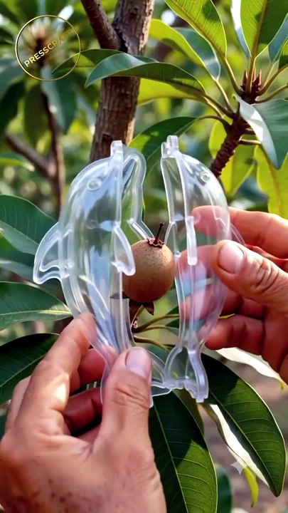 🐬 Dolphin Sapodilla 🍈 #Sapodilla #Shorts #FarmingProcess #4K #Viral