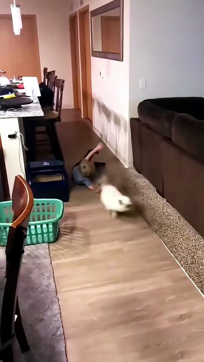 Funny Animals (Part 4)