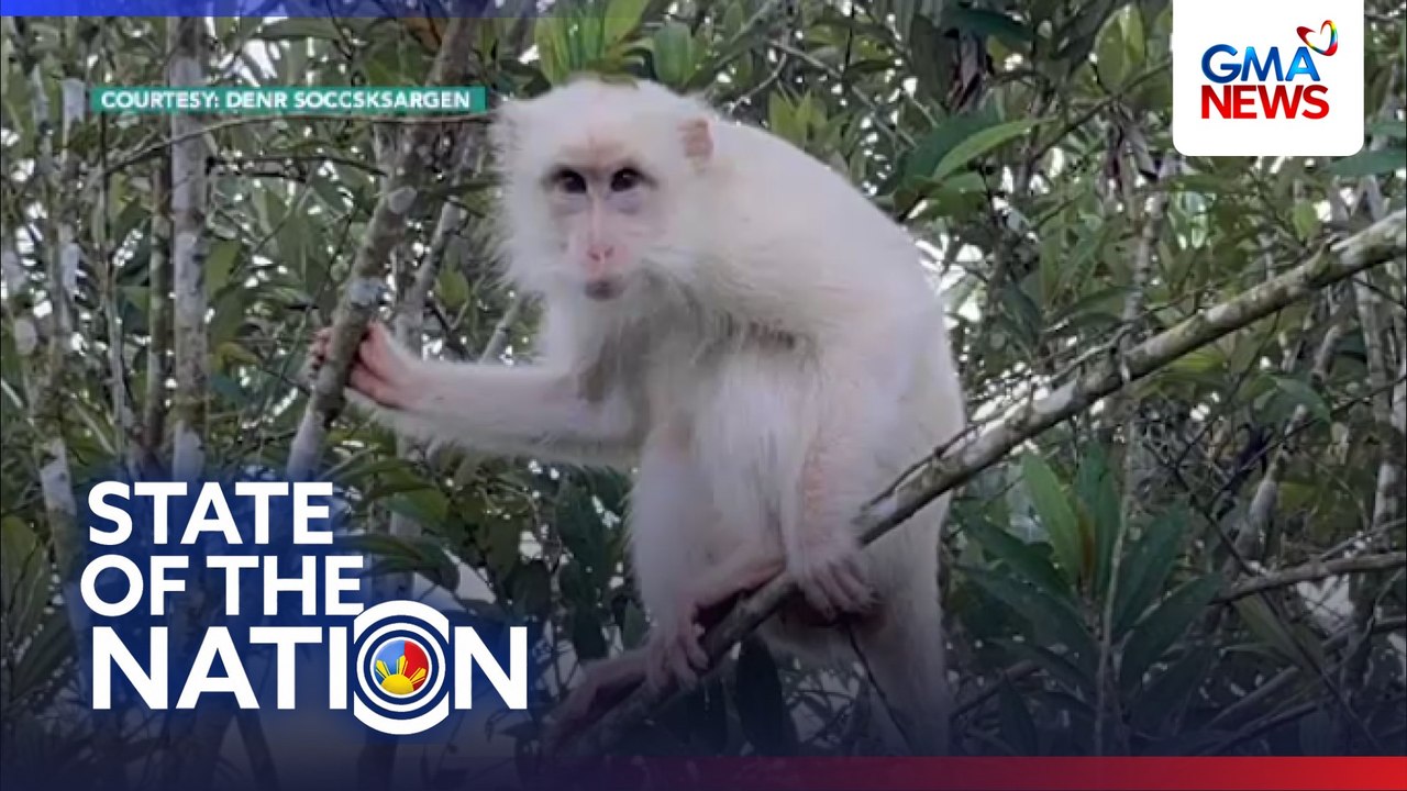 Puting Philippine Long-Tailed Macaque, namataan sa Sultan Kudarat | SONA